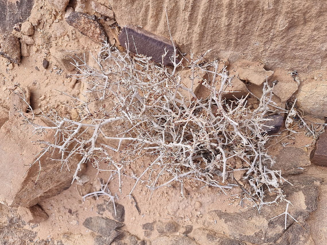 Gymnocarpos decander - waiting for the rain  Fall,Geotagged,Gymnocarpos decander,Jordan