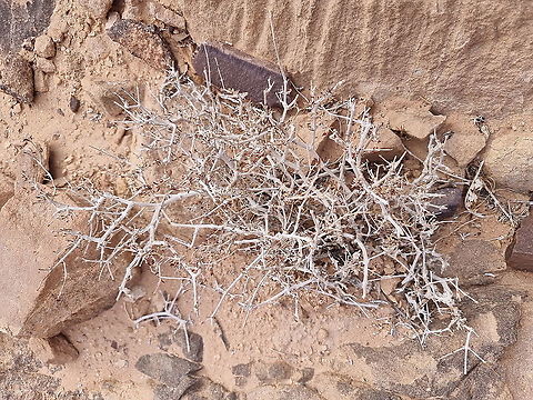 Gymnocarpos decander - waiting for the rain  Fall,Geotagged,Gymnocarpos decander,Jordan