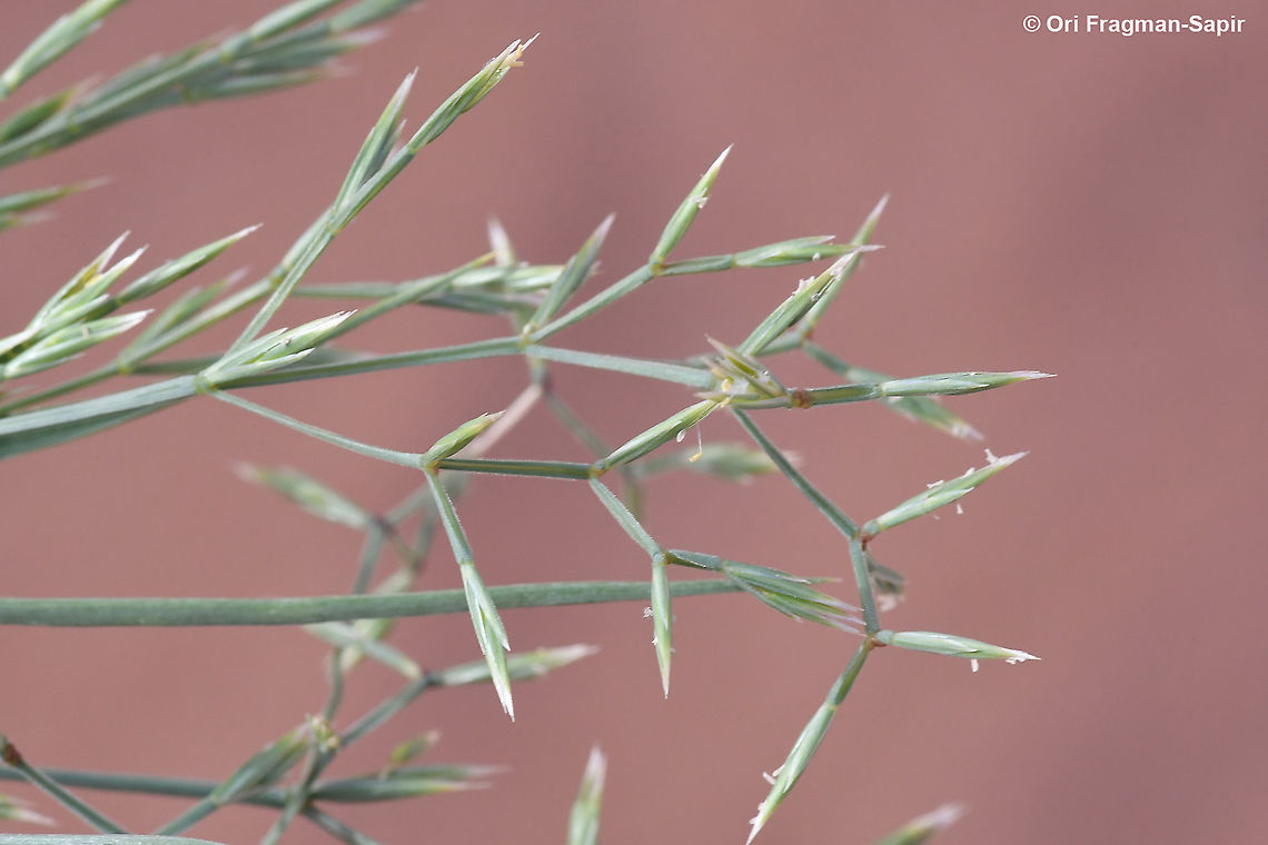 Cutandia memphitica  Cutandia memphitica,Fall,Geotagged,Jordan
