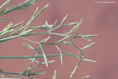 Cutandia memphitica  Cutandia memphitica,Fall,Geotagged,Jordan