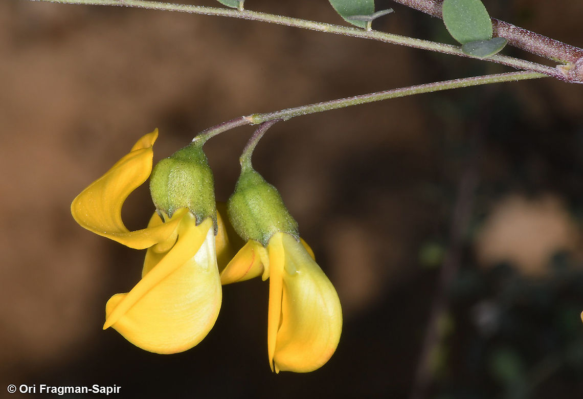 Colutea istria  Bladder-senna,Colutea arborescens,Colutea istria,Fall,Geotagged,Jordan,cOLUTEA I