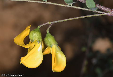 Colutea istria  Bladder-senna,Colutea arborescens,Colutea istria,Fall,Geotagged,Jordan,cOLUTEA I