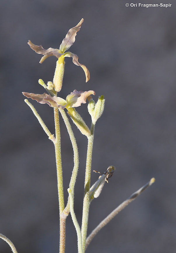 Matthiola arabica  Fall,Geotagged,Jordan,Matthiola arabica