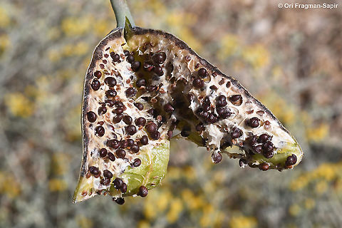 Capparis aegyptia - seed dispersal  Capparis aegyptia,Egyptian Caper,Fall,Geotagged,Jordan