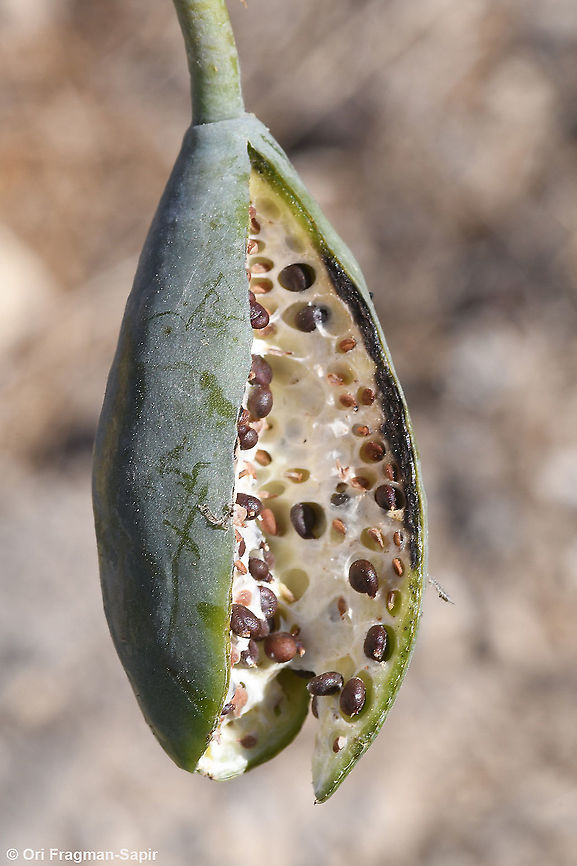 Capparis aegyptia  Capparis aegyptia,Egyptian Caper,Fall,Geotagged,Jordan