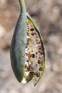 Capparis aegyptia  Capparis aegyptia,Egyptian Caper,Fall,Geotagged,Jordan