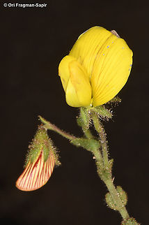 Ononis natrix  Fall,Geotagged,Jordan,Ononis natrix,Yellow Restharrow