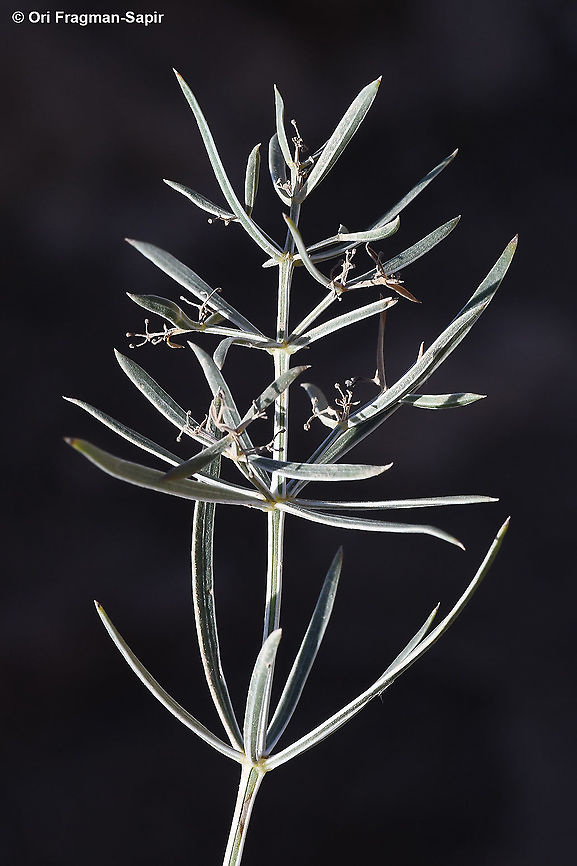 Rubia danaensis  Fall,Geotagged,Jordan,Rubia danaensis