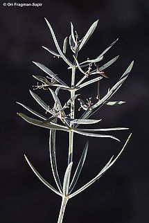 Rubia danaensis  Fall,Geotagged,Jordan,Rubia danaensis