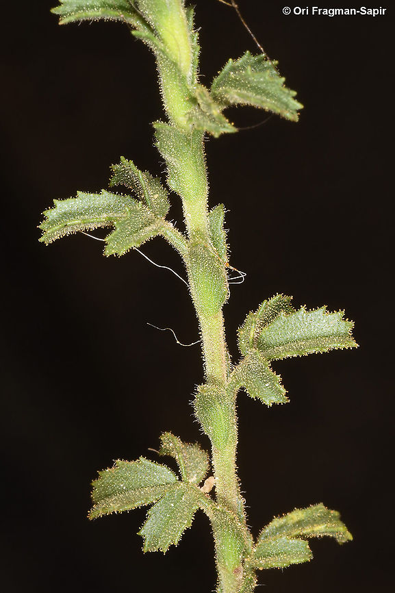 Ononis natrix  Fall,Geotagged,Jordan,Ononis natrix,Yellow Restharrow