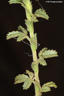 Ononis natrix  Fall,Geotagged,Jordan,Ononis natrix,Yellow Restharrow