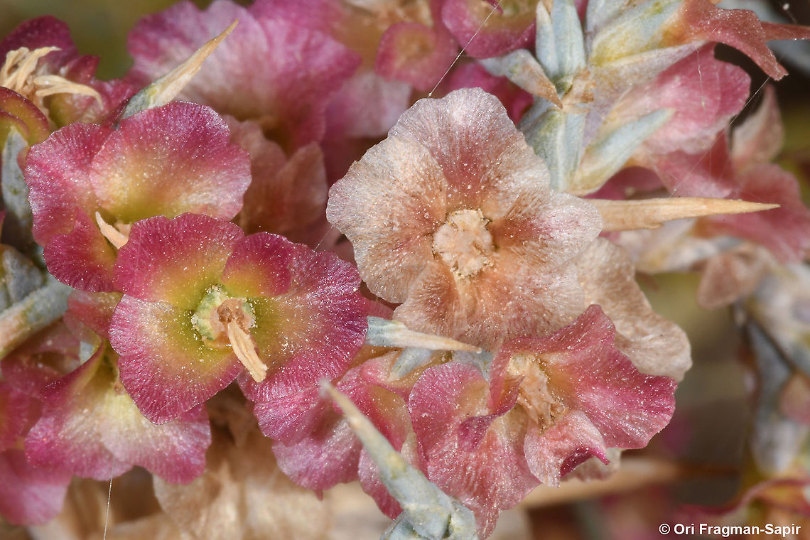 Noaea mucronata  Fall,Geotagged,Jordan,Noaea mucronata