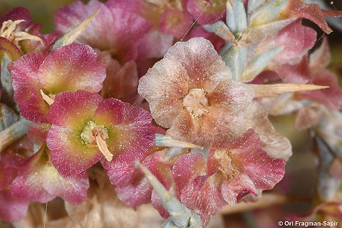 Noaea mucronata  Fall,Geotagged,Jordan,Noaea mucronata