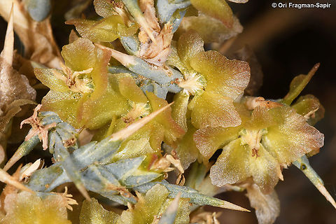 Noaea mucronata  Fall,Geotagged,Jordan,Noaea mucronata