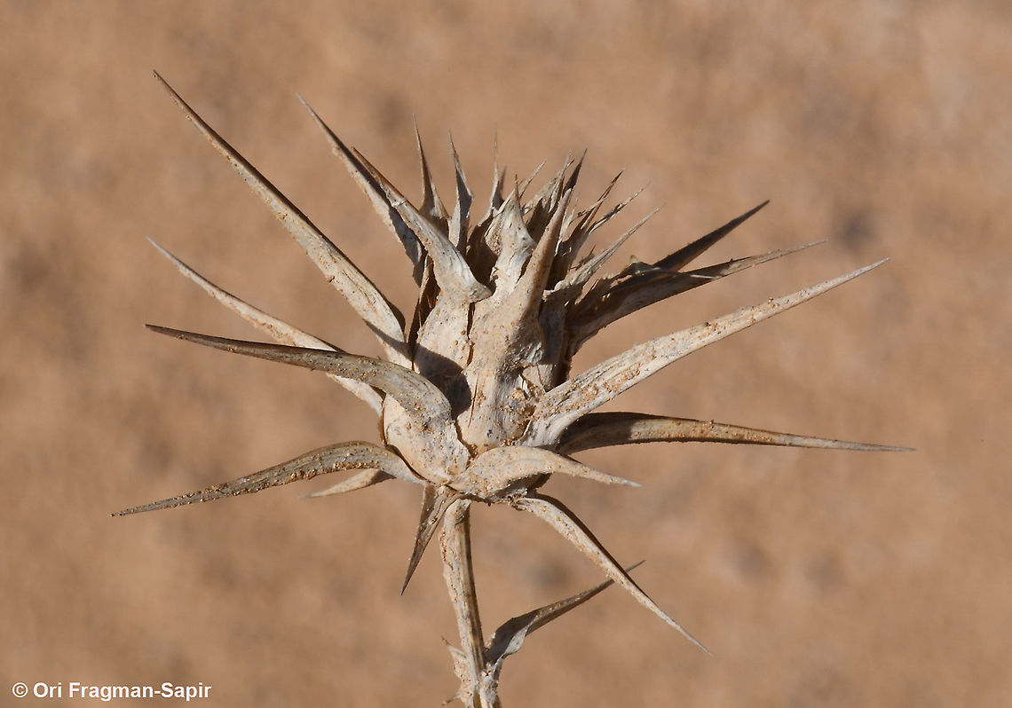 Cousinia dayi  Cousinia dayi,Fall,Geotagged,Jordan