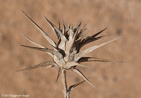 Cousinia dayi  Cousinia dayi,Fall,Geotagged,Jordan