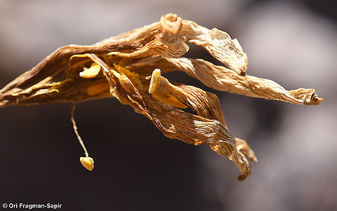 Sternbergia clusiana dry flower  Fall,Geotagged,Jordan,Sternbergia clusiana
