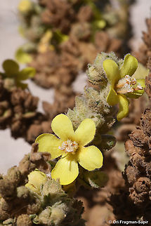 Verbascum sinaiticum  Fall,Geotagged,Jordan,Verbascum sinaiticum