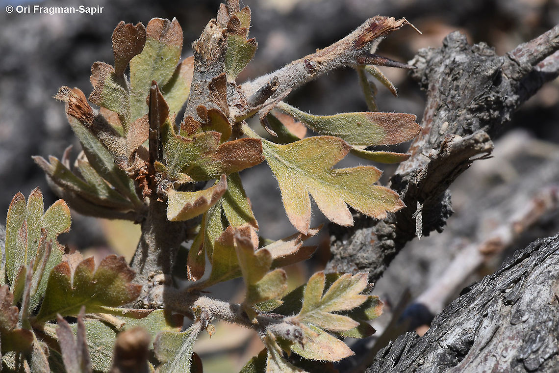Crataegus orientalis  Crataegus orientalis,Fall,Geotagged,Jordan,Oriental Hawthorn