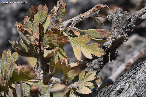 Crataegus orientalis  Crataegus orientalis,Fall,Geotagged,Jordan,Oriental Hawthorn