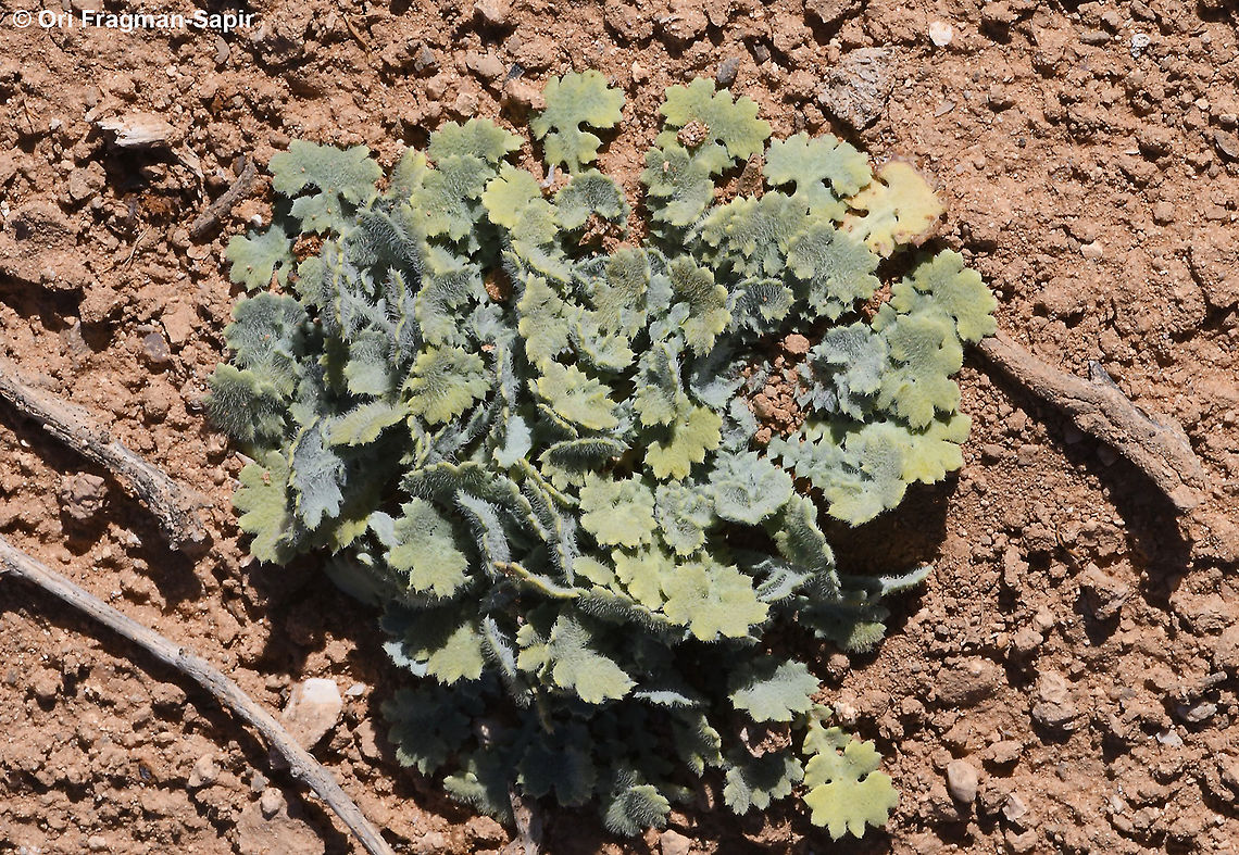 Glaucium arabicum  Fall,Geotagged,Glaucium arabicum,Jordan