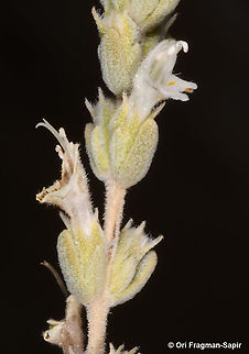 Satureja nabateorum  Fall,Geotagged,Jordan,Satureja nabateorum