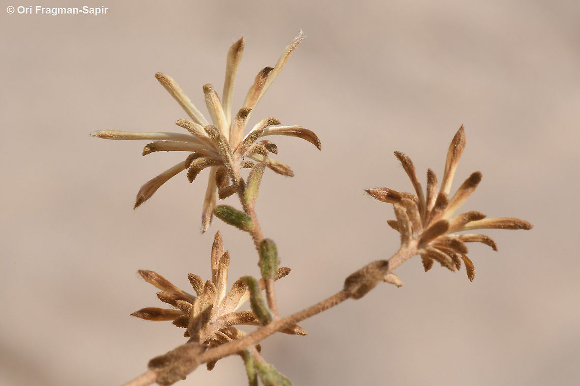 Chiliadenus montanus  Chiliadenus montanus,Fall,Geotagged,Jordan
