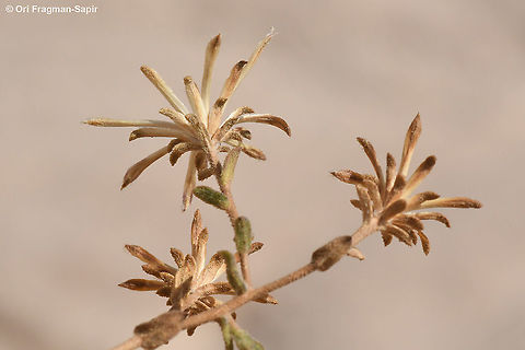 Chiliadenus montanus  Chiliadenus montanus,Fall,Geotagged,Jordan