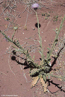 Onopordum ambiguum S Jordan, foothills of Jebel Um-Adami Geotagged,Jordan,Onopordum ambiguum,Spring