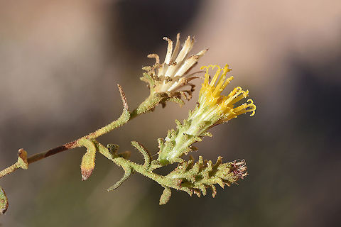 Chiliadenus montanus  Chiliadenus montanus,Fall,Geotagged,Jordan