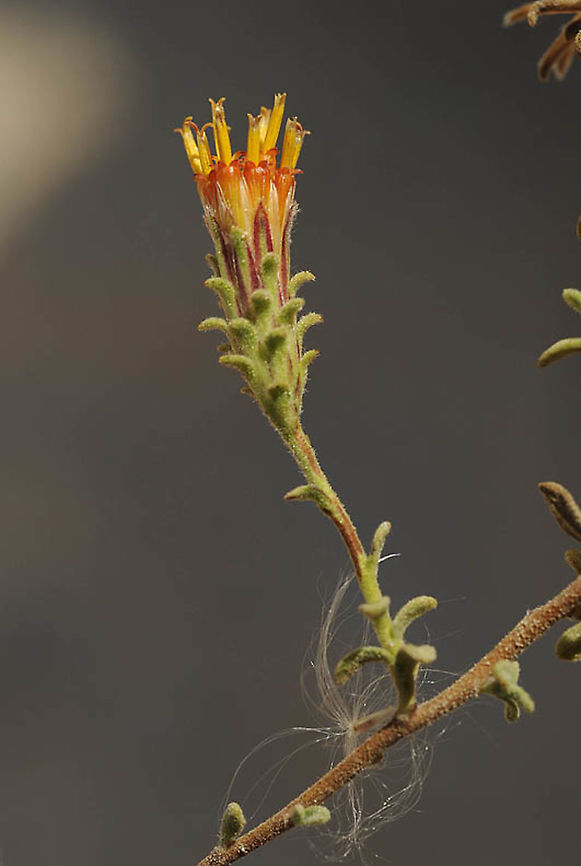 Chiliadenus montanus S Israel, S Negev, Upper Nahal Etek Chiliadenus montanus,Geotagged,Israel,Winter