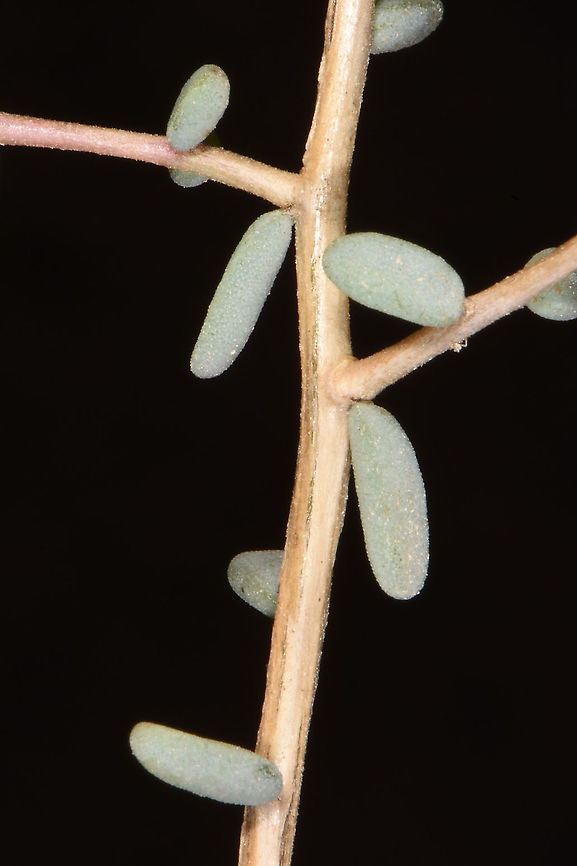 Suaeda vermiculata  Suaeda vermiculata