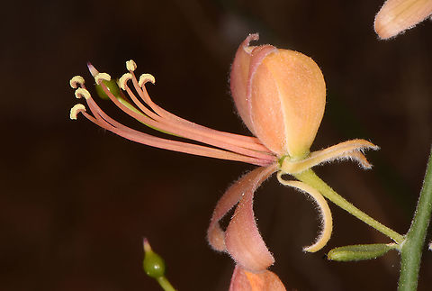 Capparis decidua  Capparis decidua,Kairor karir or kareer
