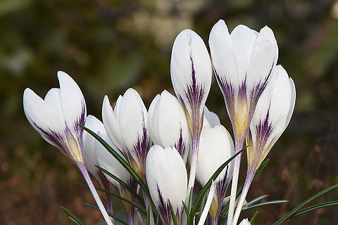 Crocus hyemalis  Crocus hyemalis