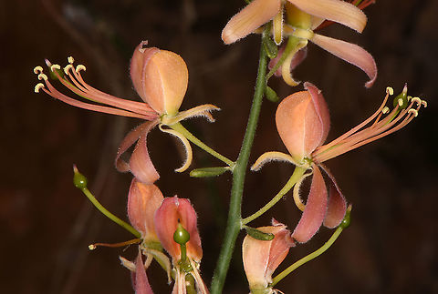 Capparis decidua  Capparis decidua,Kairor karir or kareer
