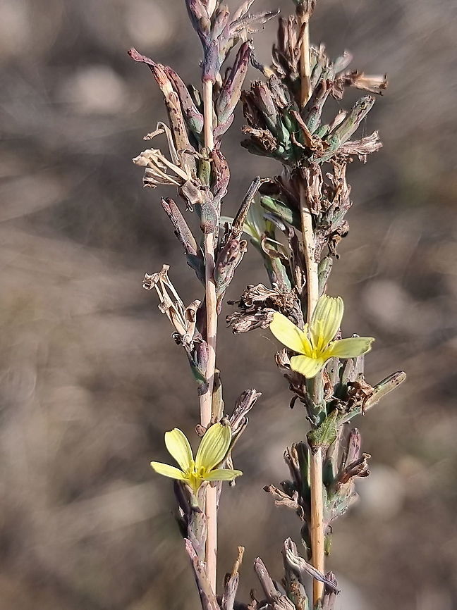 Lactuca viminea  Fall,Geotagged,Israel,Lactuca viminea,Pliant Lettuce