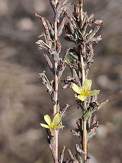 Lactuca viminea  Fall,Geotagged,Israel,Lactuca viminea,Pliant Lettuce