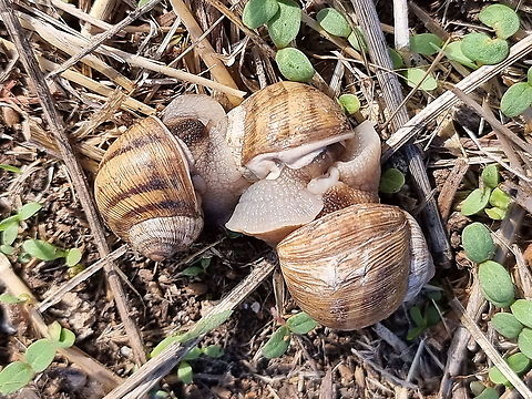 Helix engaddensis  Fall,Geotagged,Helix engaddensis,Israel