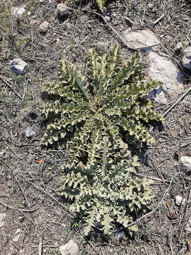Verbascum sinuatum  Fall,Geotagged,Israel,Mulberry-waved,Verbascum sinuatum