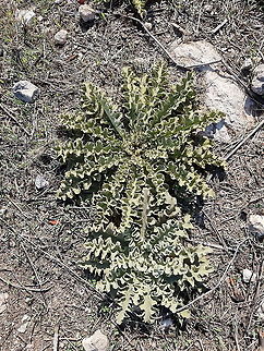 Verbascum sinuatum  Fall,Geotagged,Israel,Mulberry-waved,Verbascum sinuatum