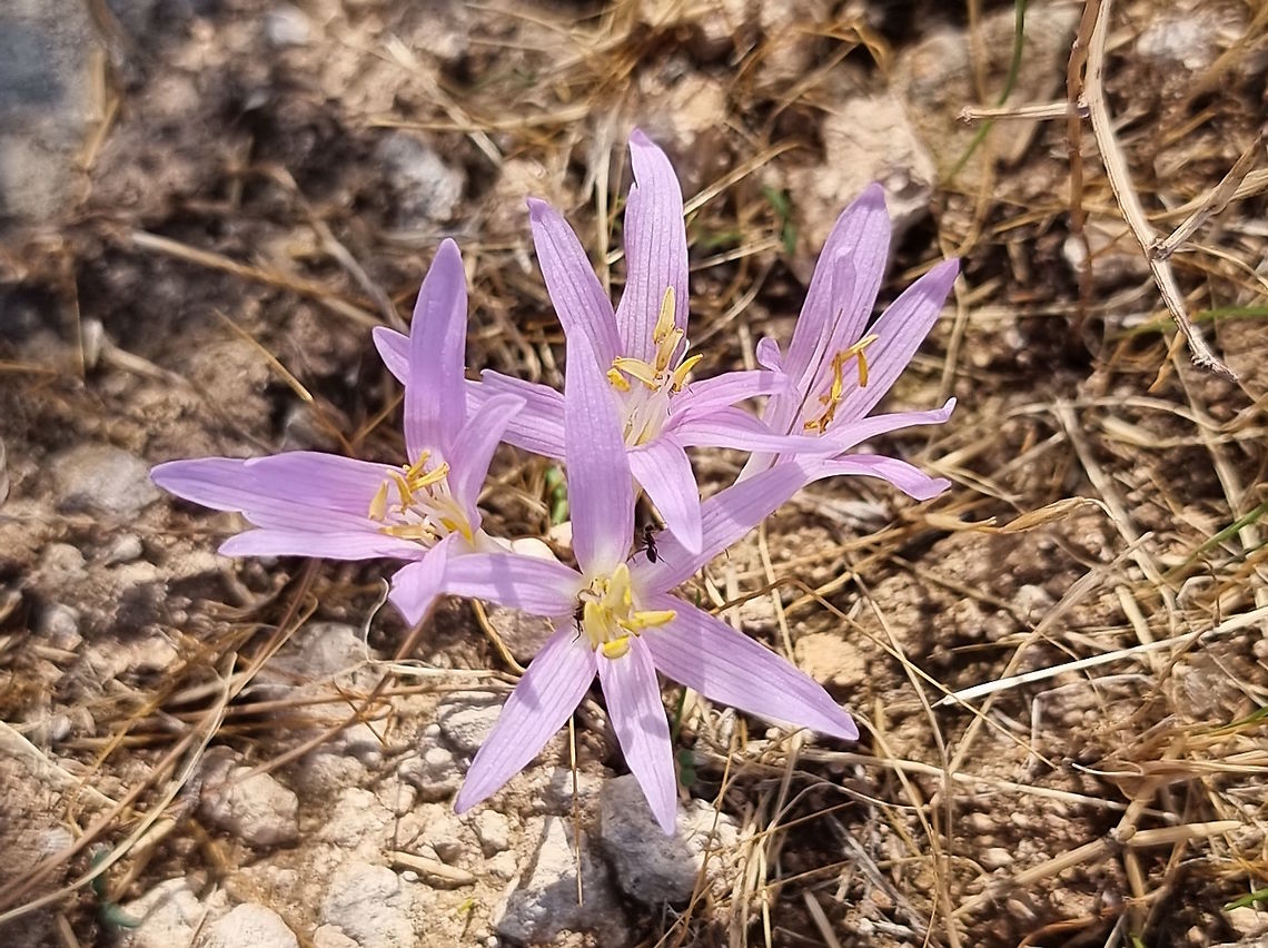 Colchicum stevenii  Colchicum  stevenii,Fall,Geotagged,Israel,Steven's meadow saffron
