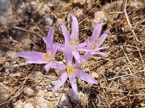 Colchicum stevenii  Colchicum  stevenii,Fall,Geotagged,Israel,Steven's meadow saffron