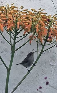 Cinnyris osea  Cinnyris osea,Palestine sunbird