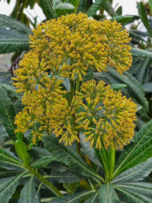 Solanecio mannii Tanzania, Usambara Mts, 1850 m Geotagged,Solanecio mannii,Tanzania,Winter