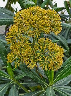 Solanecio mannii Tanzania, Usambara Mts, 1850 m Geotagged,Solanecio mannii,Tanzania,Winter