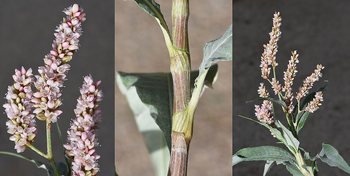 Persicaria lanigera  Persicaria lanigera