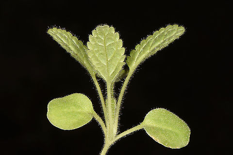 Stachys libanotica seedling  Stachys libanotica