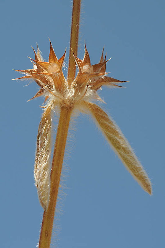 Stachys libanotica Mt Hermon, Yif&#039;at, 1600m Geotagged,Stachys libanotica,Summer