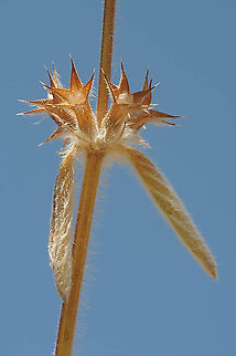 Stachys libanotica Mt Hermon, Yif'at, 1600m Geotagged,Stachys libanotica,Summer