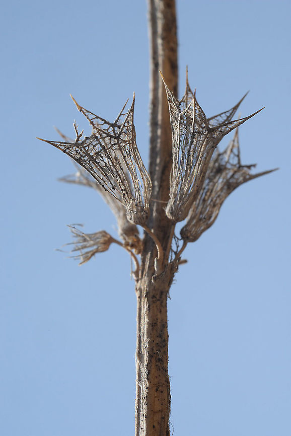 Stachys libanotica Hermon, Yifat Ridge, 1600 m Geotagged,Stachys libanotica,Summer